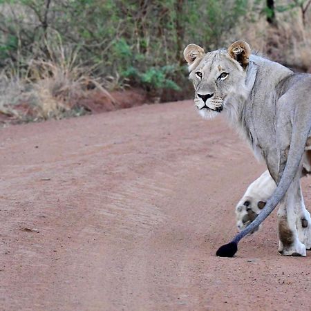 Tented Adventures Pilanesberg Bagian luar foto