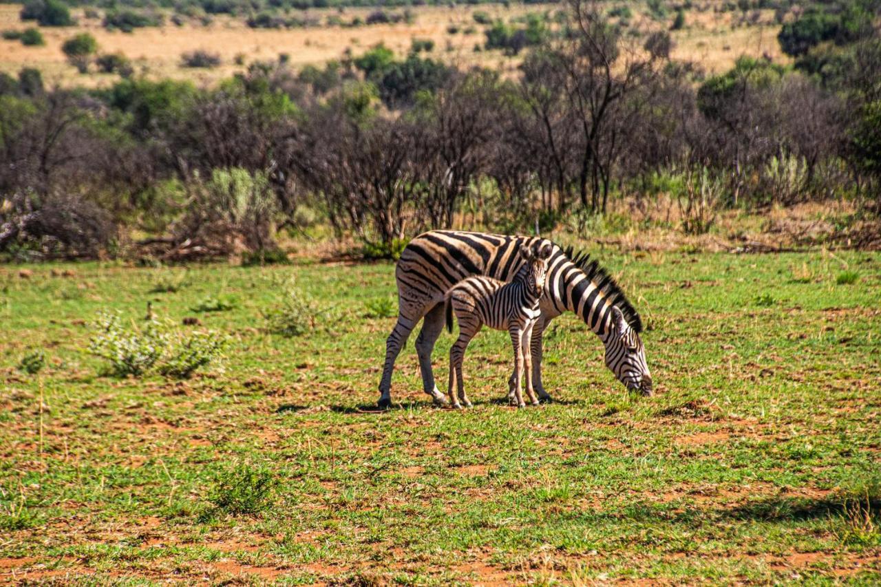 Tented Adventures Pilanesberg Bagian luar foto