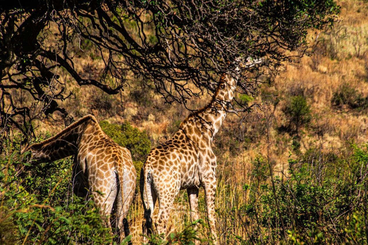 Tented Adventures Pilanesberg Bagian luar foto