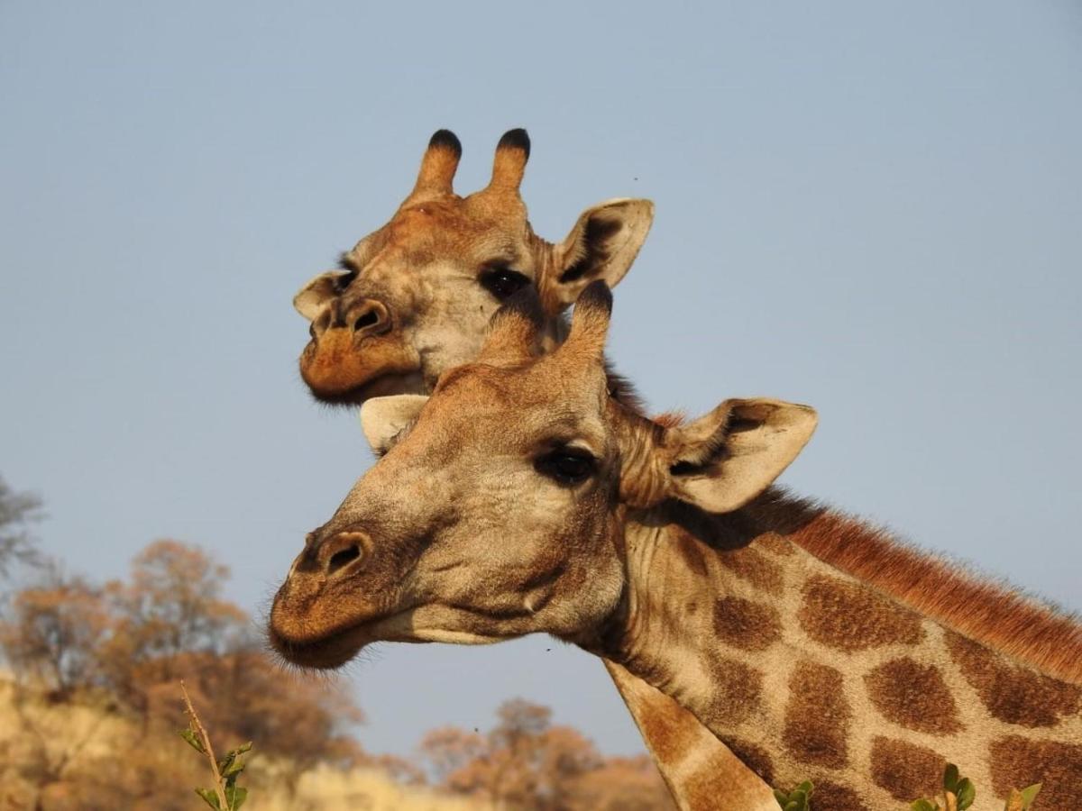 Tented Adventures Pilanesberg Bagian luar foto