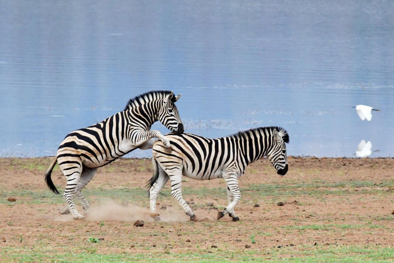 Tented Adventures Pilanesberg Bagian luar foto