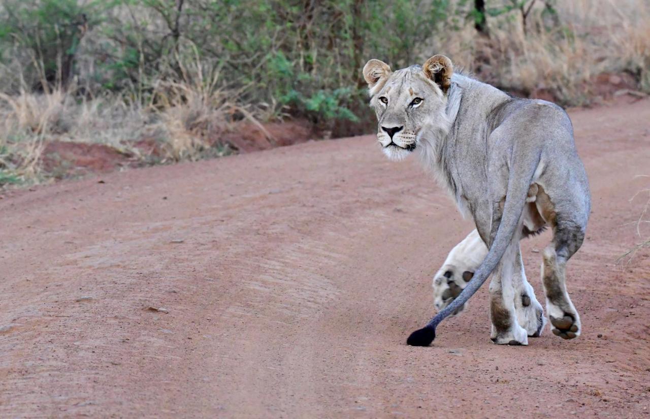 Tented Adventures Pilanesberg Bagian luar foto
